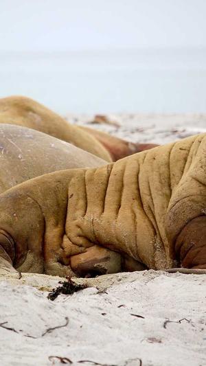 蜘蛛池出租托管截图3