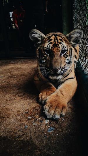 蓝天算法 蜘蛛池截图2