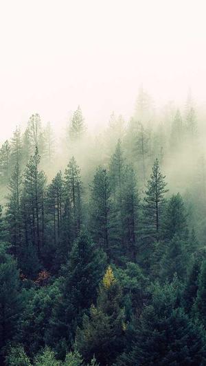 搜狗蜘蛛池出租2020截图2