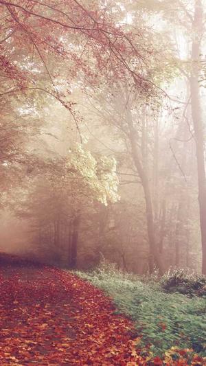 公众号能用seo外链工具截图5