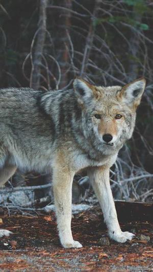 潍坊网站建设公司截图4